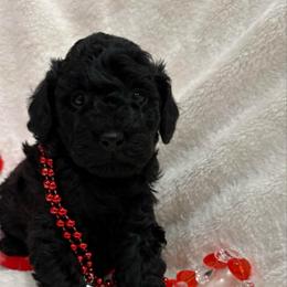 Boy 2 - Black male Poodle puppy in Vilonia, Arkansas from Donna’s Pretty Poodles