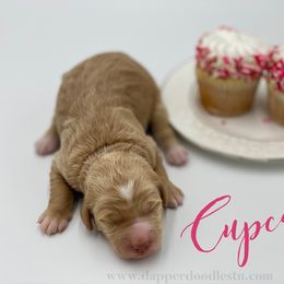 Goldendoodle Puppies from Dapper Doodles of Tennessee