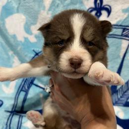 AKC Hazel - Red and white female Siberian Husky puppy in Centreville, Maryland from Huskies By the Bay