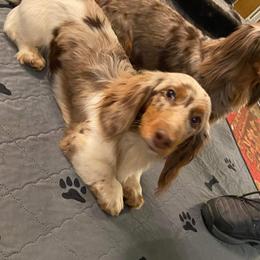 Scout - Dachshund
