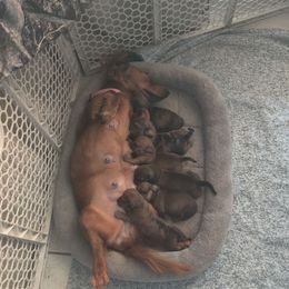 Dachshund Puppies from House of Slinkys