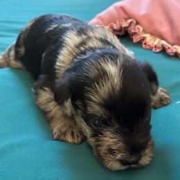 Bruiser - Black and silver male Miniature Schnauzer puppy in Huron, Tennessee from Wilma's Paw-Paw Patch