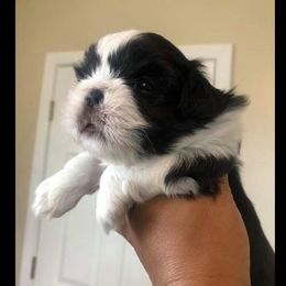 Shih Tzu Puppies from Gems Shih Tzu