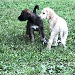 Afghan Hound and Havanese Puppies from Dragonfly Kennels