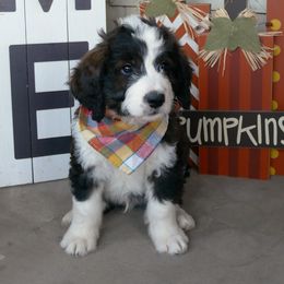 Jasper - Tri-color male Bernedoodle puppy in Mesa, Arizona from Cookies and Cream Doodles