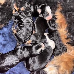 Male 2 - Tri-color male Bernedoodle puppy in Belgreen, Alabama from Scott’s Farm Poodles and Doodles