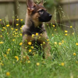 German Shepherd Puppies from Patriot Shepherds