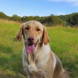 Mercy - Labrador Retriever