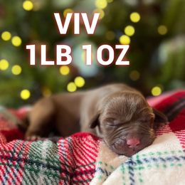 Viv - Chocolate female Labrador Retriever puppy in Puyallup, Washington from 12 Door Farm Labradors