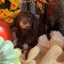 Wilson Family's Slice - Chocolate female Goldendoodle puppy in Norman, Oklahoma from Wilson Family Companions