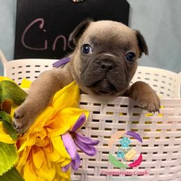 Cinder - Blue fawn female French Bulldog puppy in Bowman, Georgia from Companion Creek Farm