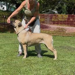 Maple - Cane Corso