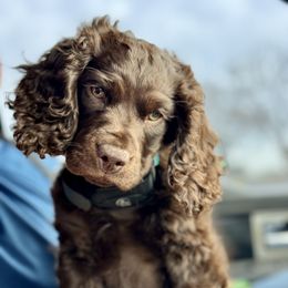 Boykin Spaniel All Grown Up from Dixie Darlin Boykins