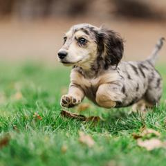 Dachshund Puppies from Lion's Gate Dachshunds