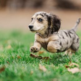 Dachshund Puppies from Lion's Gate Dachshunds