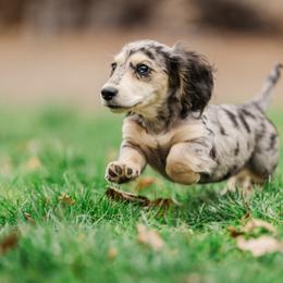 Dachshund Puppies from Lion's Gate Dachshunds