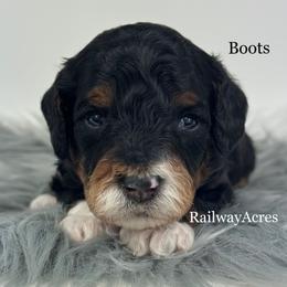 Boots - Black male Goldendoodle puppy in Milford, Indiana from Railway Acres Kennel