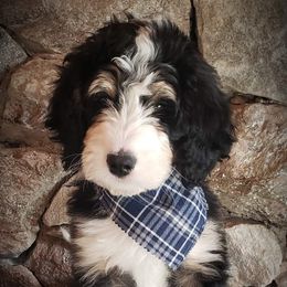 Bernedoodles from The Great Puppy Patch