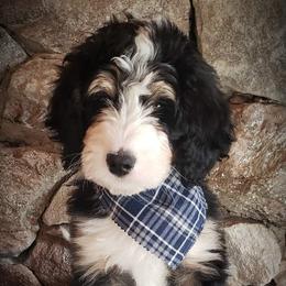 Bernedoodles from The Great Puppy Patch