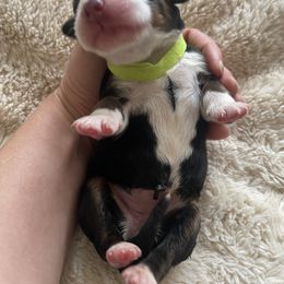 Bernese Mountain Dog Puppies from Summit Soulmate