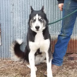 Jason - Siberian Husky