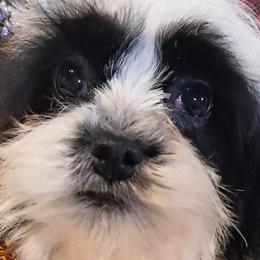 Cavapoos and Cockapoos from Kelley's Goldens Poodles and Doodles
