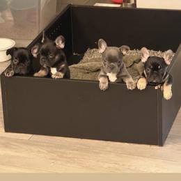 French Bulldog puppies from Kingdom Cubz Kennel