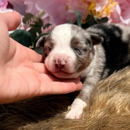 Trigger - Blue merle male Miniature Australian Shepherd puppy in Chelsea, Oklahoma from Elite Puppies of Oklahoma, LLC