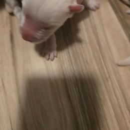 Boy 3 - White male Siberian Husky puppy in Killeen, Texas from Jackson's Siberians