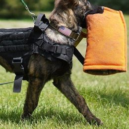 Bluetick Coonhounds and Dutch Shepherds from Guardian K9s