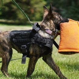 Bluetick Coonhounds and Dutch Shepherds from Guardian K9s