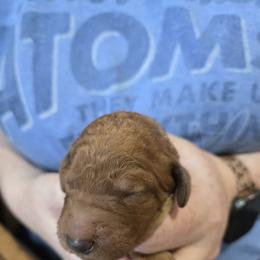 Girl 2 - female Poodle puppy in Vass, North Carolina from Dakliff Standard Poodles