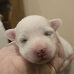 Girl 2 - Coton de Tulear puppy from Classy Cotons