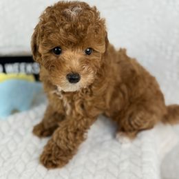 Scooby - Red  male Poodle puppy in Florida from Adorable Toy-Miniature Poodles