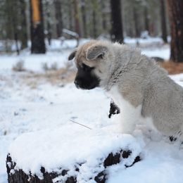 Bella - Fawn, black overlay female Akita puppy in California from Kawela Akitas