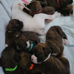Boxer Puppies from Keen Boxers