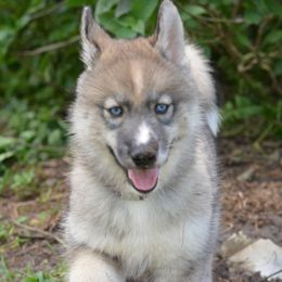Siberian Husky Puppies from SoFlo Siberians