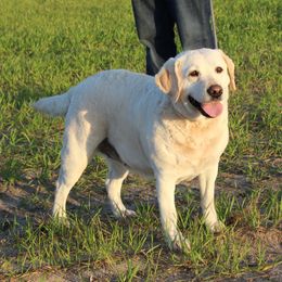 Lemon - Labrador Retriever