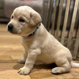 Teal collar female - Yellow female Labrador Retriever puppy in Clayton, North Carolina from The Homestead at Little Creek