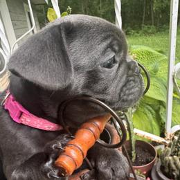 Girl 2 - female French Bulldog puppy in Alexandria, Minnesota from Camarra King