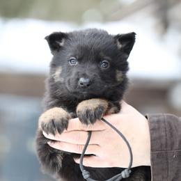 Ragnar - Bi-color male German Shepherd puppy in Augusta, West Virginia from Vom Haus Highlands