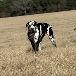 Stella - Great Dane