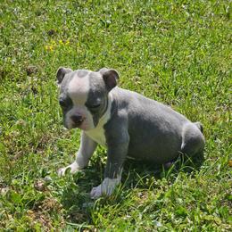 Blue Boy - Blue male Boston Terrier puppy in Anderson, South Carolina from Lola’s House of Bostons & Rescue