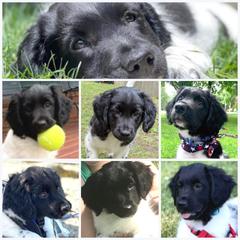 Stabyhoun Puppies from Kennel fan de Wiide Mar Stabyhouns
