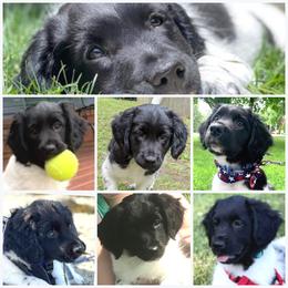 Stabyhoun Puppies from Kennel fan de Wiide Mar Stabyhouns