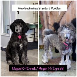 Poodle All Grown Up from New Beginnings Standard Poodles