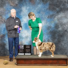 Miniature American Shepherd, Miniature Australian Shepherd, and Toy Australian Shepherd All Grown Up from Best Little Aussies