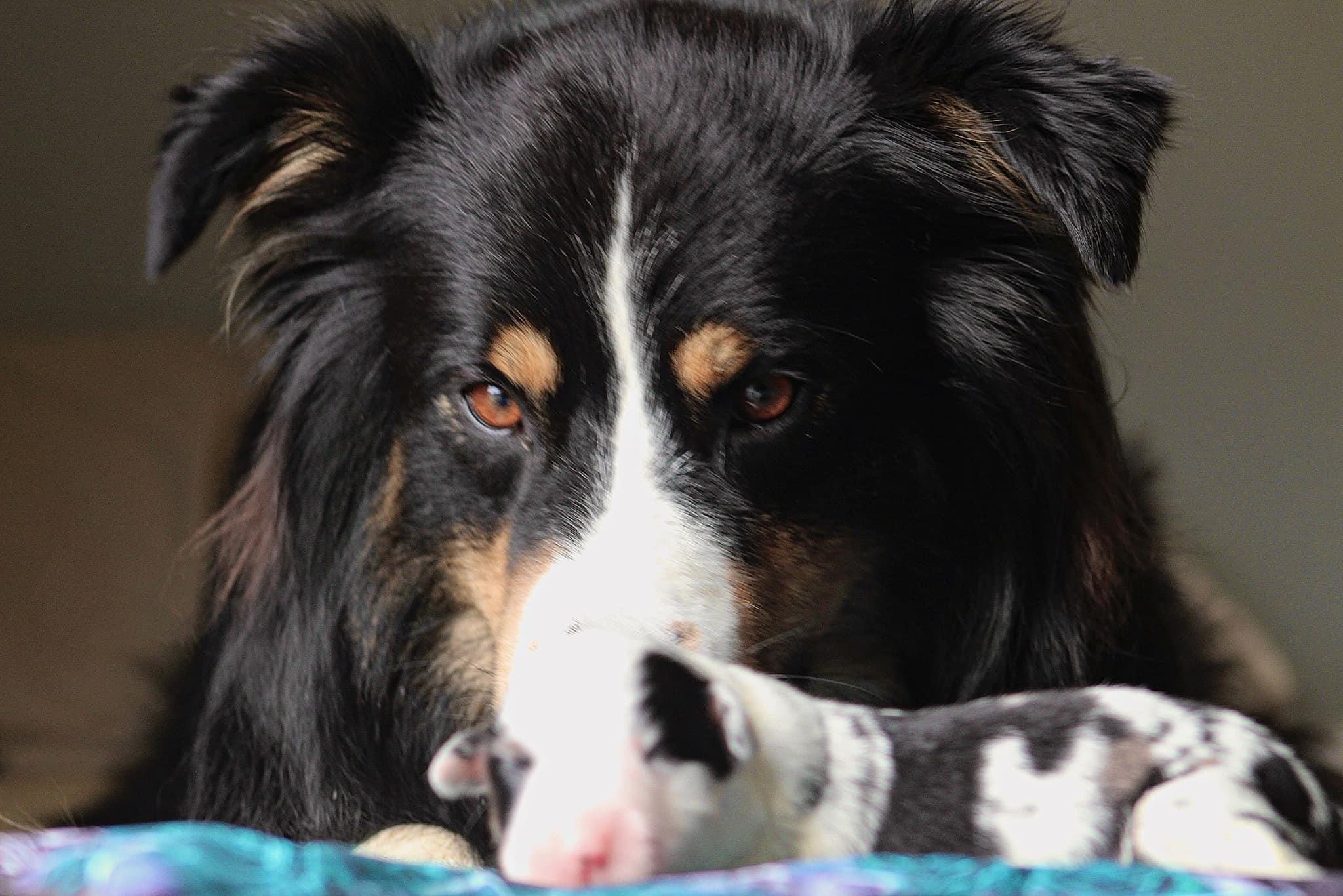 Cross Creek Aussies in Alabama Australian Shepherd puppies Good Dog