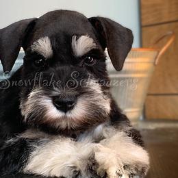 Miniature Schnauzer Puppies from Snowflake Schnauzers