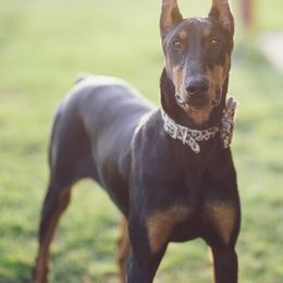 Companion Crosses and Doberman Pinschers from Tx Pups